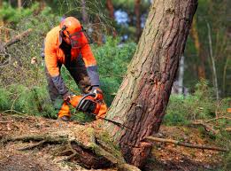 Professional Tree Removal and Landscaping Services in Bonney Lake, WA